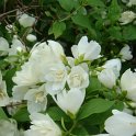 Philadelphus x 'Manteau d'Hermine' P12 (2)
